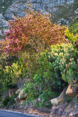 Buy stock photo Mountain flowers - Table Mountain National Park