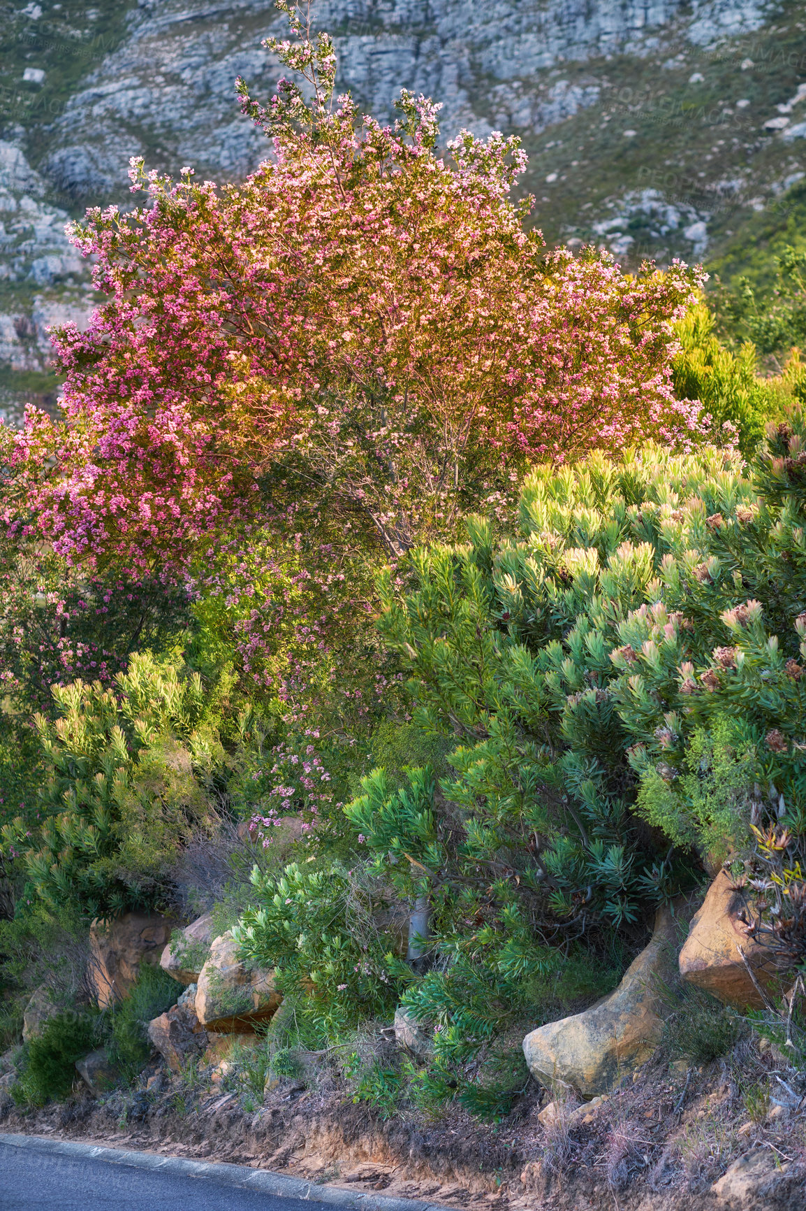 Buy stock photo Mountain flowers - Table Mountain National Park