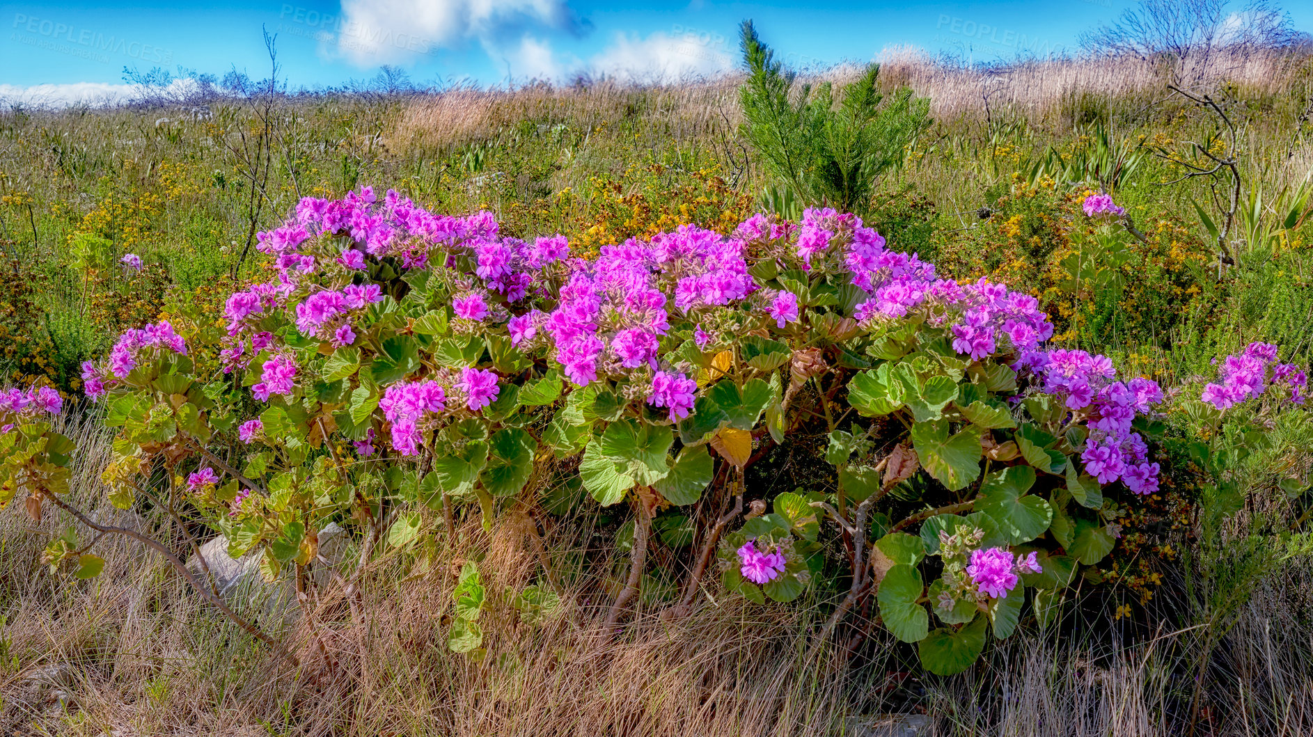 Buy stock photo Mountain flowers, spring and nature with environment, landscape and plants. Empty, travel and ecology with blue sky, eco friendly and countryside with sustainability, conservation and Thailand