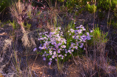 Buy stock photo Mountain flowers - Table Mountain National Park