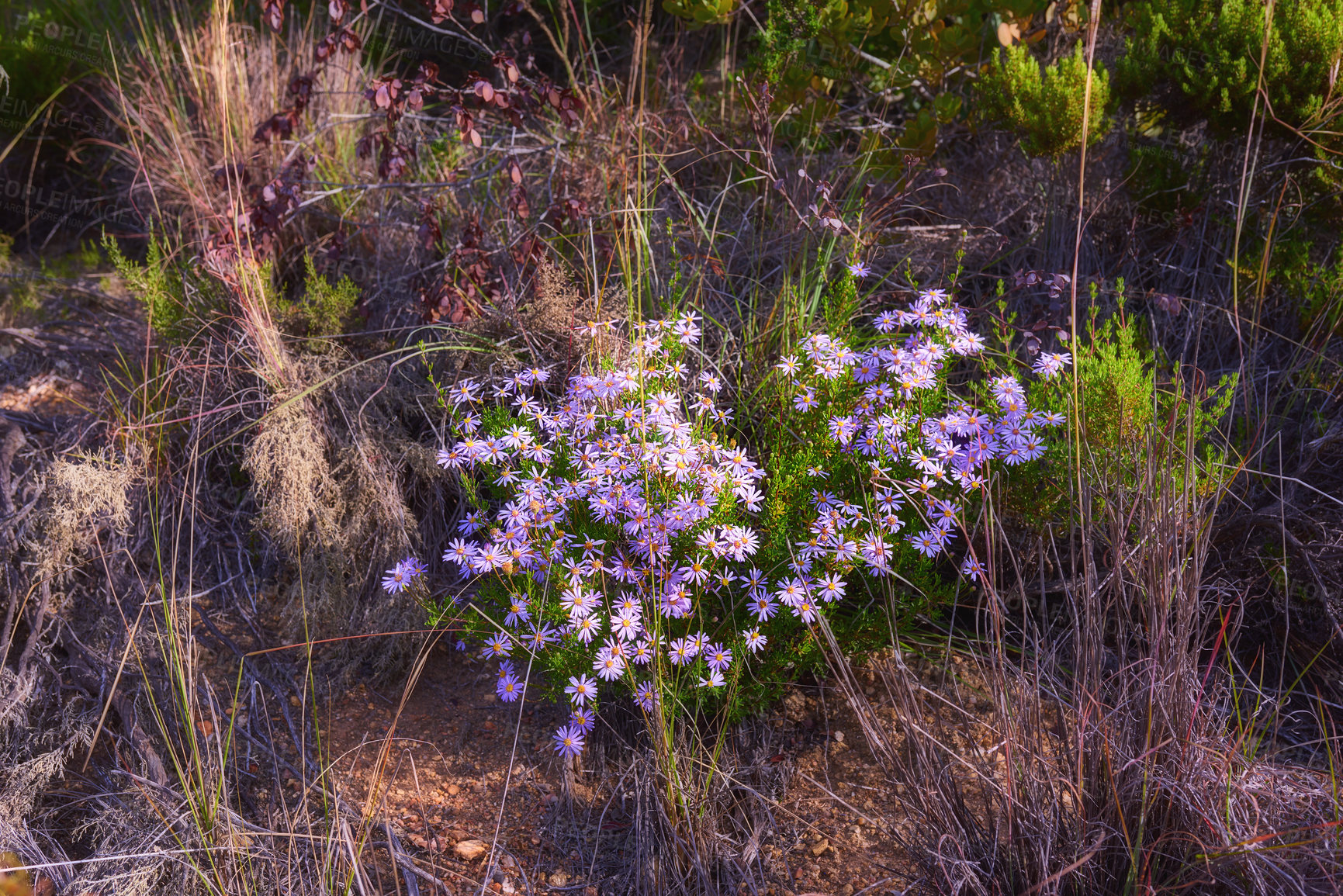 Buy stock photo Mountain flowers - Table Mountain National Park