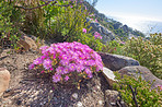 Mountain flowers