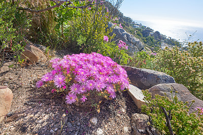 Buy stock photo Mountain flowers - Table Mountain National Park