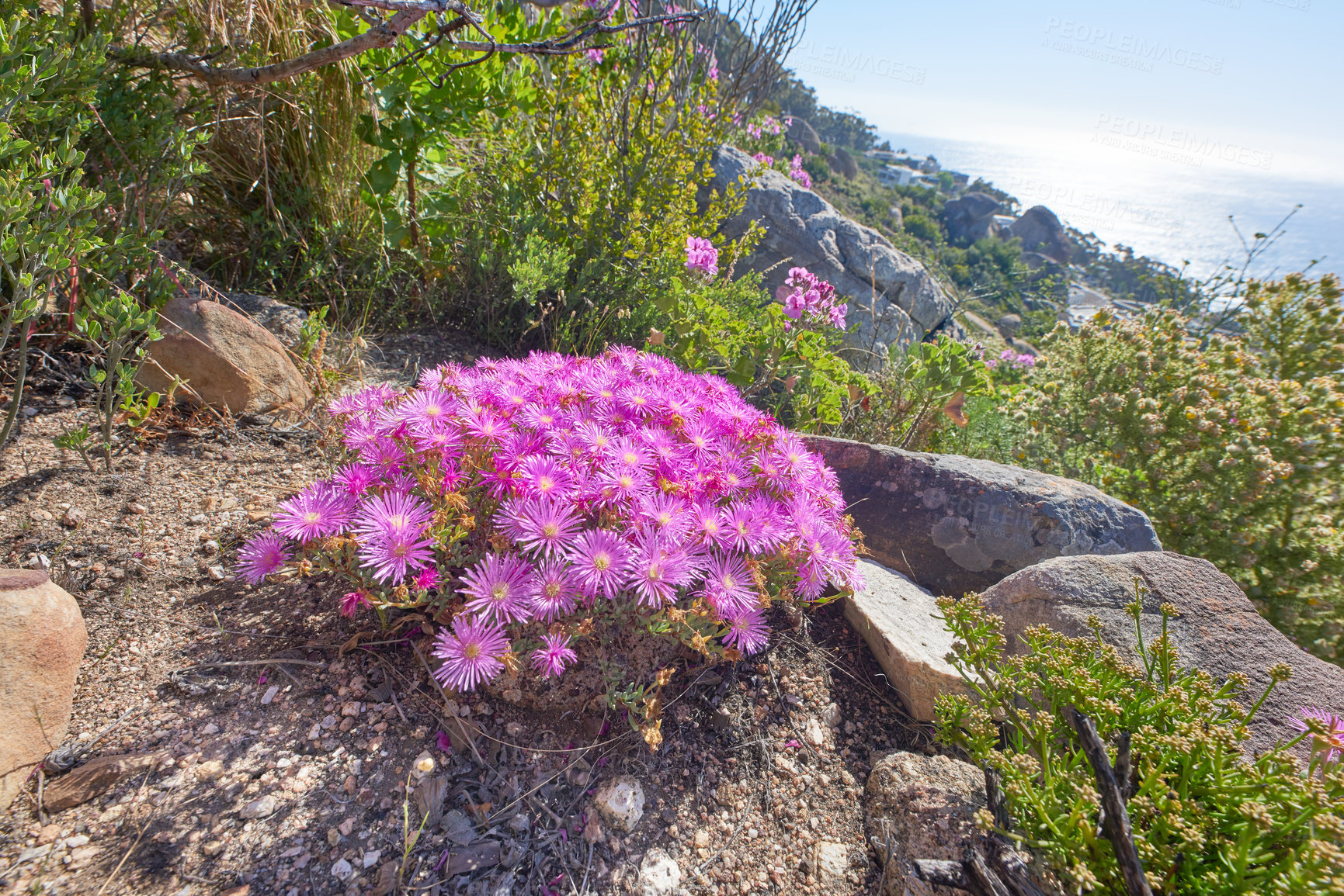 Buy stock photo Mountain flowers - Table Mountain National Park