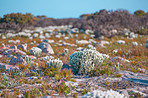 Cape Point National Park