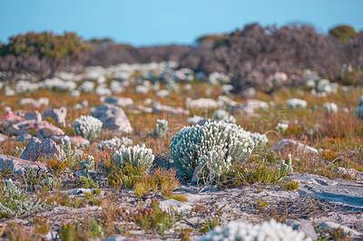 Buy stock photo The wilderness of Cape Point National Park 