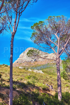 Buy stock photo Landscape view, blue sky with copy space of Lion's Head mountain in Western Cape, South Africa. Steep scenic famous hiking and trekking terrain with trees, grass, shrubs growing around it in summer