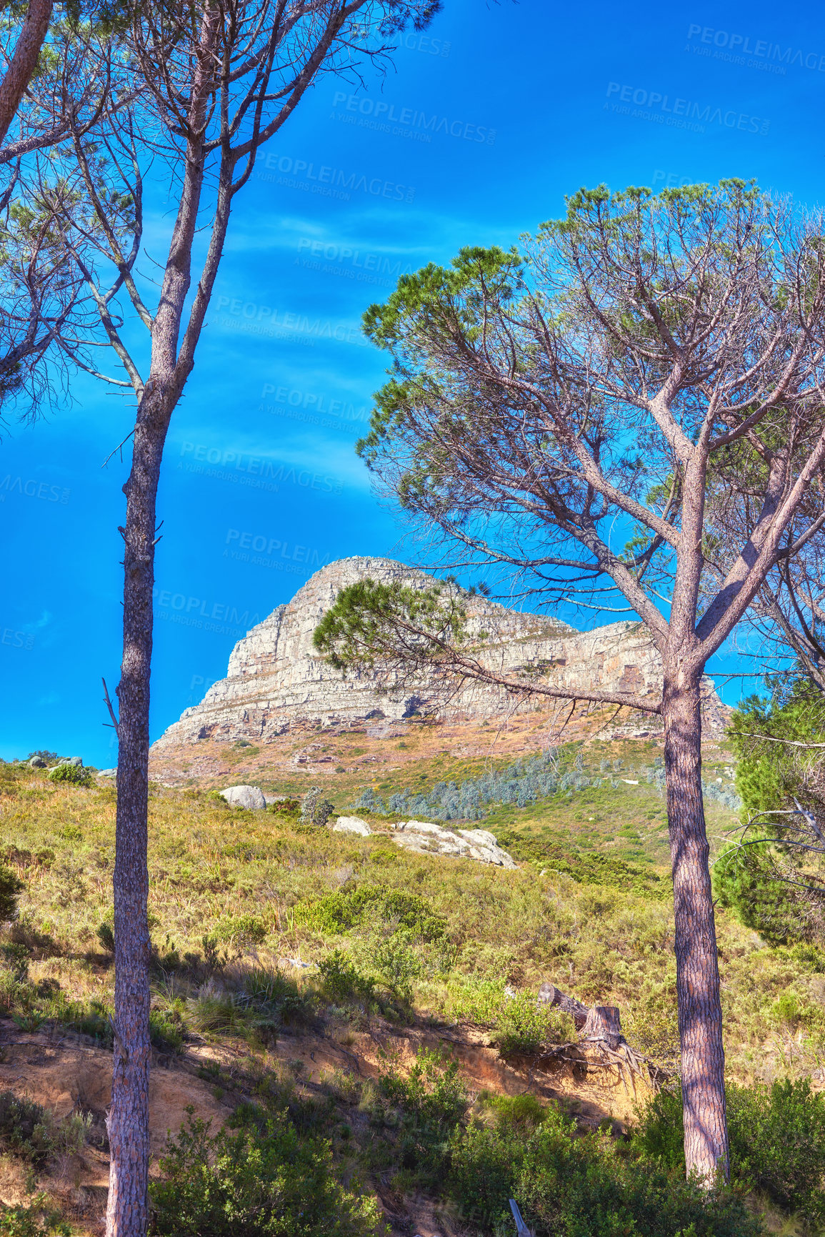 Buy stock photo Landscape view, blue sky with copy space of Lion's Head mountain in Western Cape, South Africa. Steep scenic famous hiking and trekking terrain with trees, grass, shrubs growing around it in summer