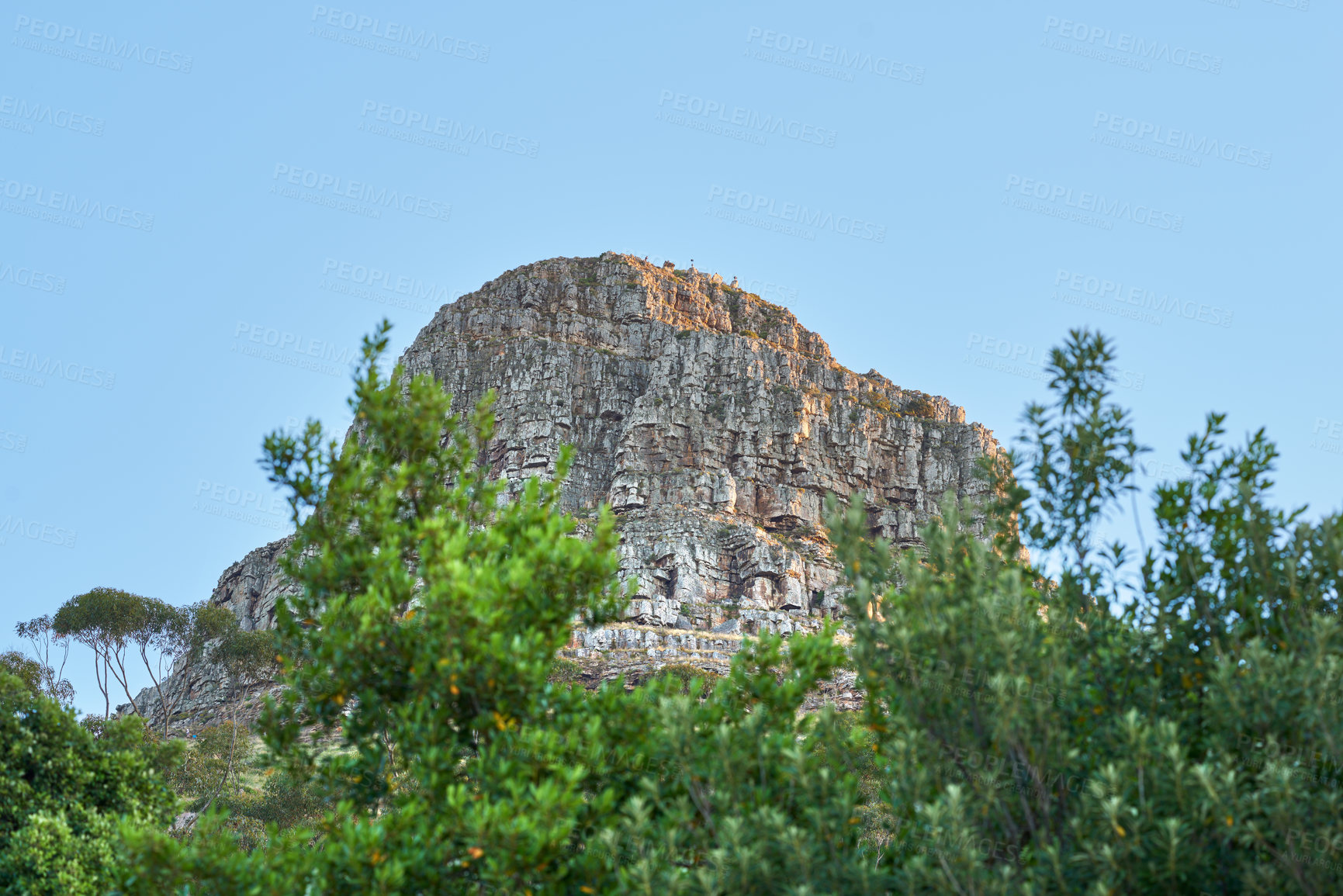 Buy stock photo Panorama of Table Mountain and the Twelve Apostles mountain range seen from Lion's Head near Signal Hill in the evening sun. Photo half-covered with long trees and a mountain under a bright blue sky.