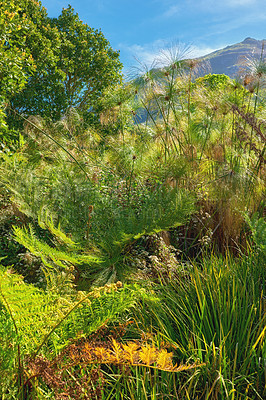 Buy stock photo A view of a fennel plant with mountain background in the forest. A variety of plants and trees with a close-up view. Group of small and tall long trees on the bright sunny day.