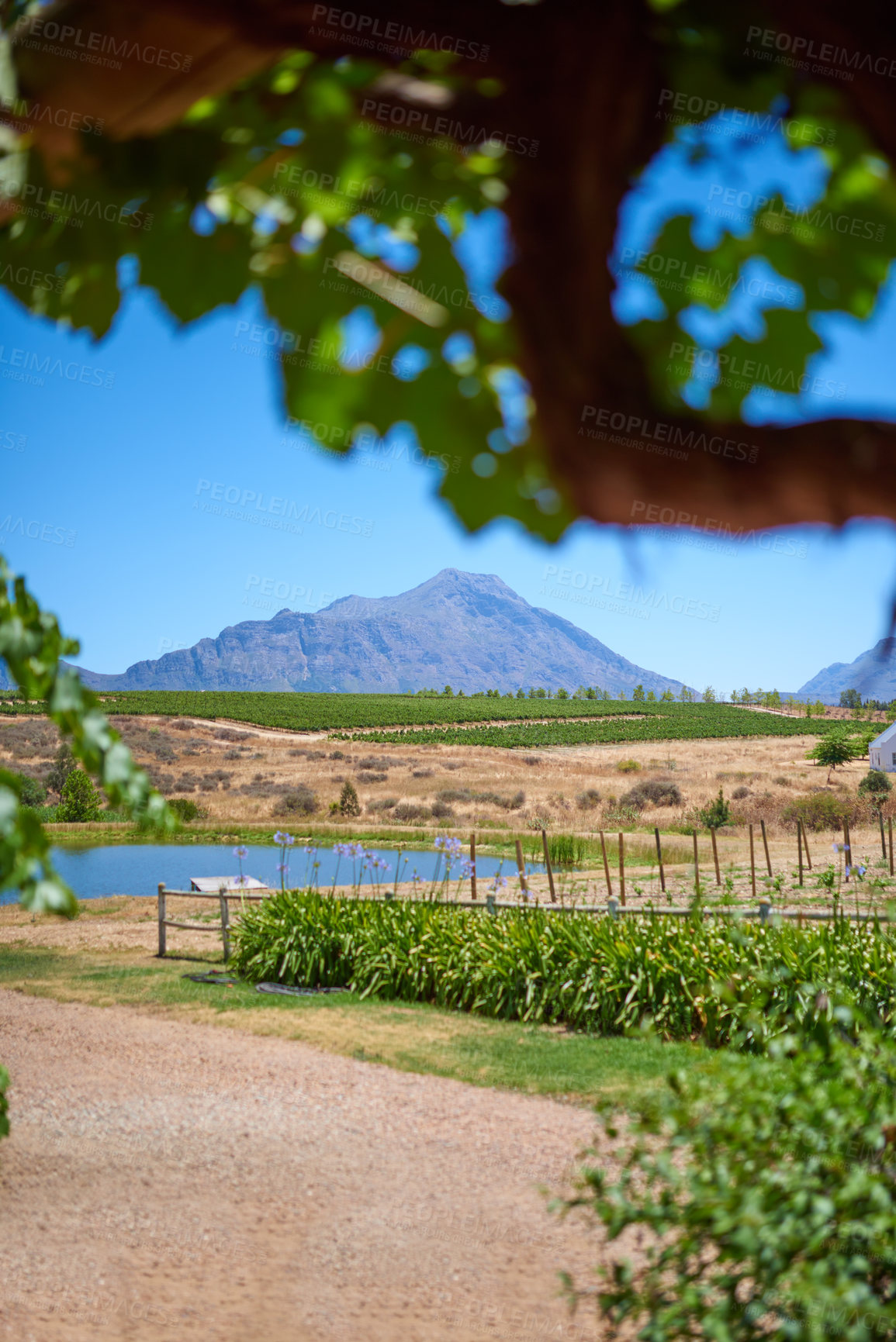 Buy stock photo Vineyard, agriculture and farm with mountain environment for agro business, grapevine growth and sustainability. Landscape, field and pond with natural background, trees or cultivation in countryside