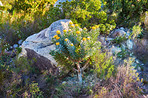 Mountain flowers