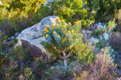 Buy stock photo Mountain flowers - Table Mountain National Park