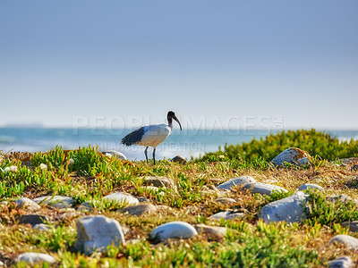 Buy stock photo The wilderness of Cape Point National Park 