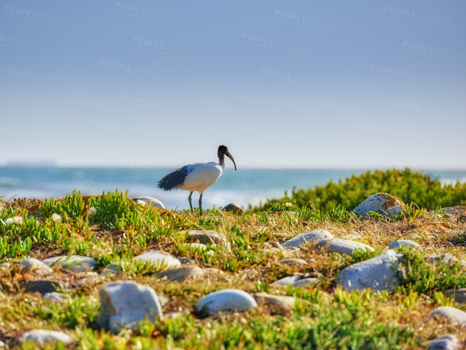 Buy stock photo The wilderness of Cape Point National Park 