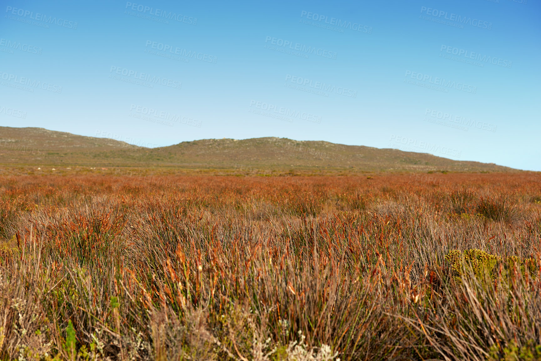 Buy stock photo Mountains, reed and summer with grass in nature, sustainable environment and ecology in countryside. Outdoor, wilderness and growth with dry plants for conservation, landscape and texture in France