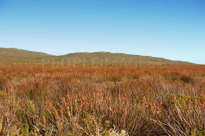 Buy stock photo The wilderness of Cape Point National Park 