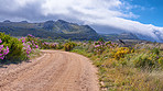 Mountain flowers and dirt road