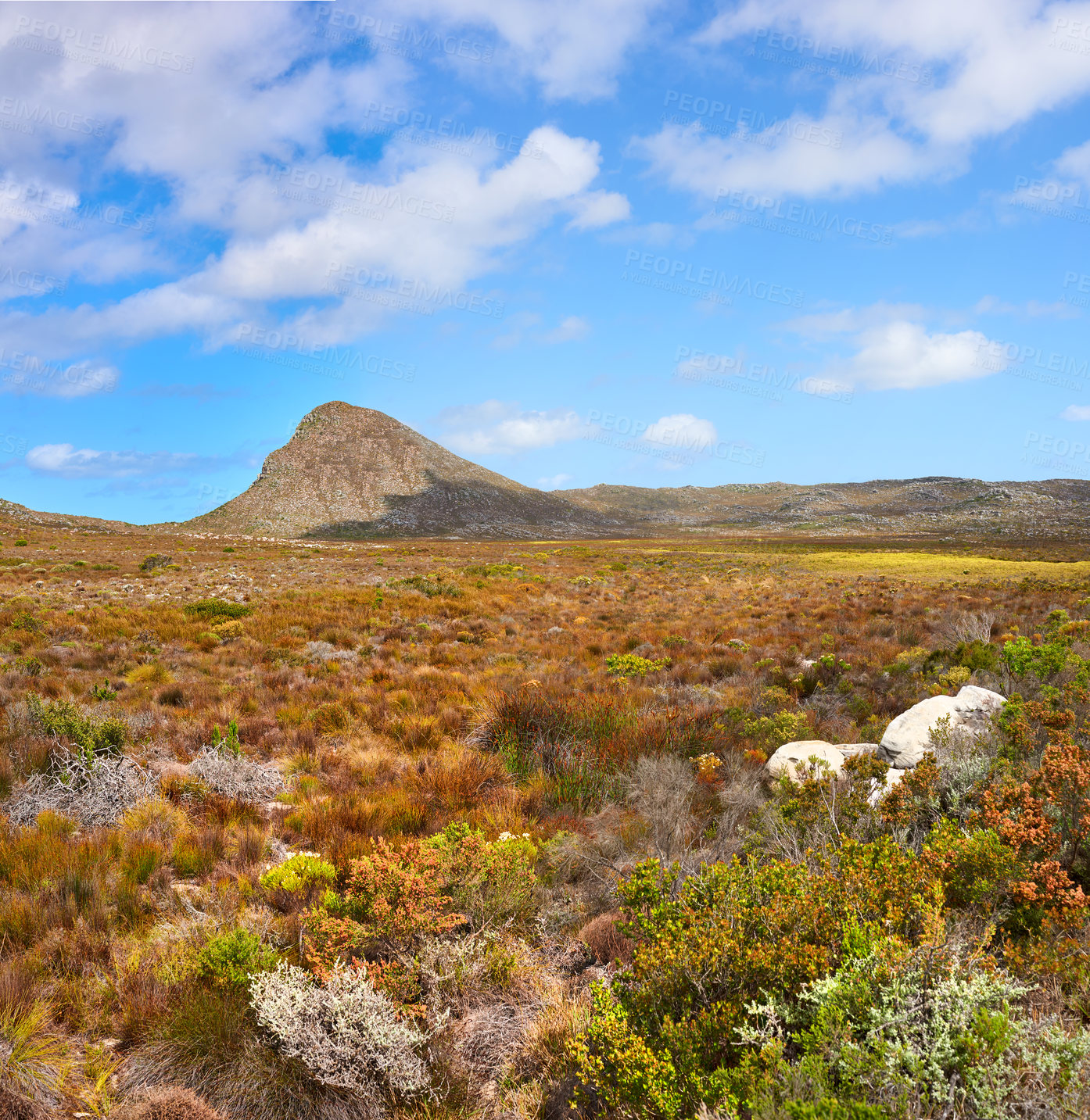 Buy stock photo Nature, mountain and blue sky with field in park for landscape, environment and flowers. Bush, summer and wilderness with reserve in Cape Town for floral habitat, sustainability and mockup space