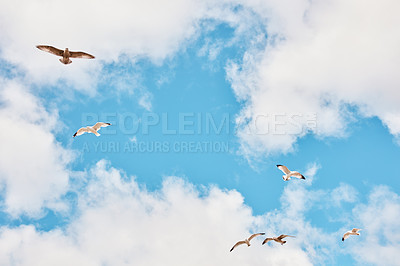 Buy stock photo Low angle shot of birds flying agianst a cloudscaped sky