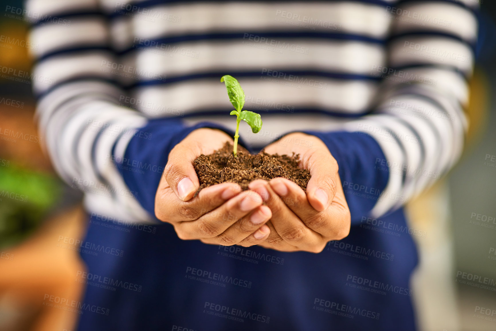 Buy stock photo Growth, hands and plant with gardening person closeup for conservation, development or sustainability. Earth day, future and nurturing budding flower in nursery for eco friendly or green business