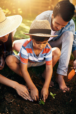 Buy stock photo Father, mom or child learning to plant in garden for sustainability, agriculture or farming as a family. Dad, mother or parents gardening, planting or teaching a young kid agro growth in environment