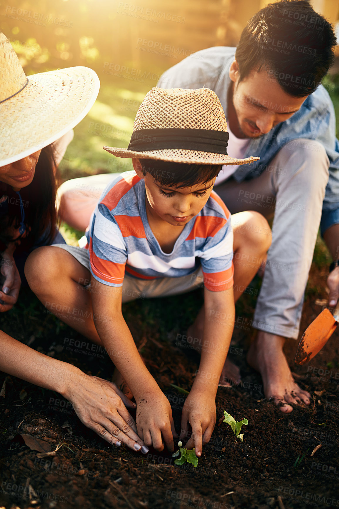 Buy stock photo Father, mom or child learning to plant in garden for sustainability, agriculture or farming as a family. Dad, mother or parents gardening, planting or teaching a young kid agro growth in environment