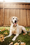Labradors are one of the most lovable and loyal dogs