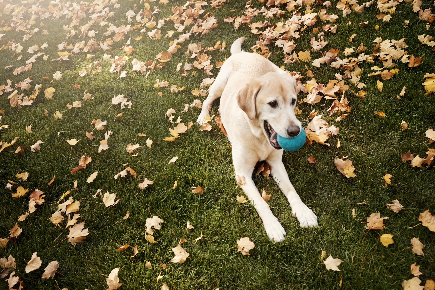 Buy stock photo Dog, pet and cheerful animal with ball in garden for companion, hunting or loyalty. Labrador retriever, friendly and playing in autumn for exercise, fitness and emotional support for family or owner