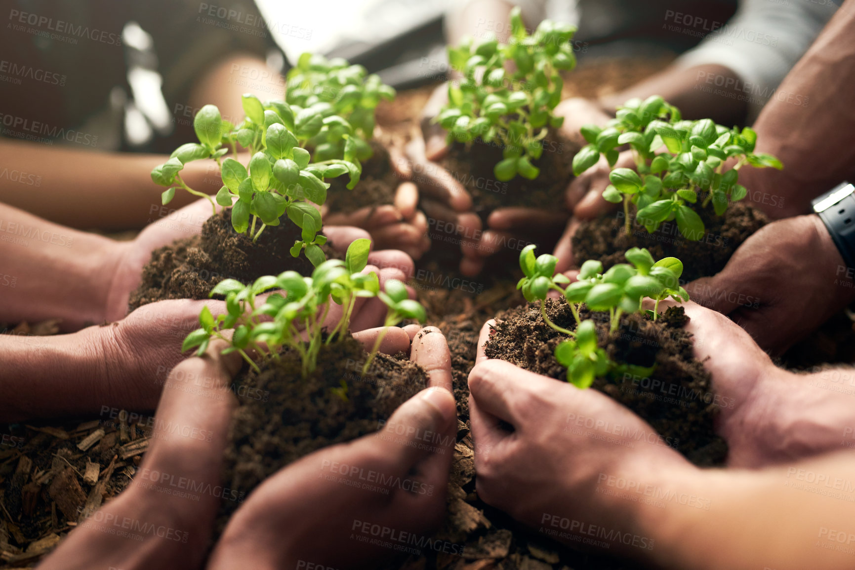 Buy stock photo People, hands and soil with plant for natural growth, eco friendly environment or sprout in nature. Closeup of group, team or community with seed or sapling for harvest, production or fresh produce