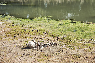 Buy stock photo Shot of a deceased fish lying on a patch of dry ground during the day where a dam use to be