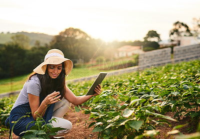Buy stock photo Shot of an attractive young woman using a tablet while working on her farm
