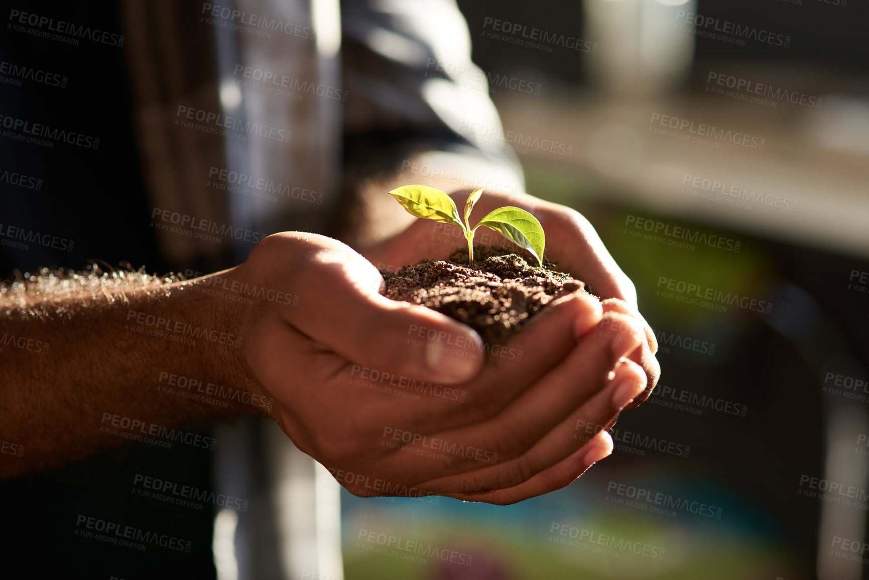 Buy stock photo Closeup shot of an unrecognizable businessman holding a plant growing out of soil