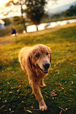 Buy stock photo Full length shot of a cute labrador walking around off leash in a park