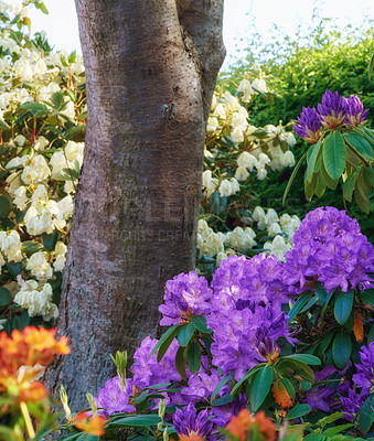 Buy stock photo Shot of beautiful flowers outside