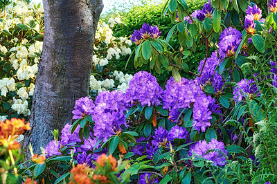 Buy stock photo Shot of beautiful flowers outside