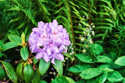 Buy stock photo Shot of beautiful flowers outside