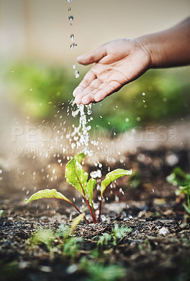 Buy stock photo Closeup shot of an unrecognizable person watering a plant outdoors