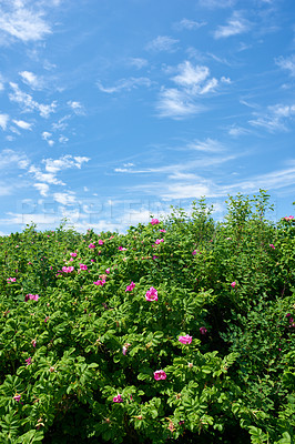 Buy stock photo Blossoming sylter rose plant under the blue cloudy sky.  A calm summer day with beautiful green lush on a sunny day. A scenic view of the foliage with the clear sky in the background and copy space