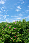 Summer day by the sea