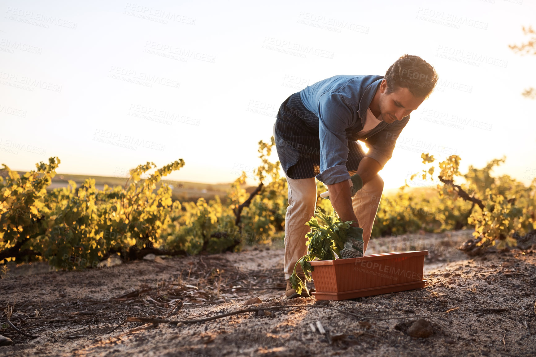 Buy stock photo Cropped shot of a young man working on a farm