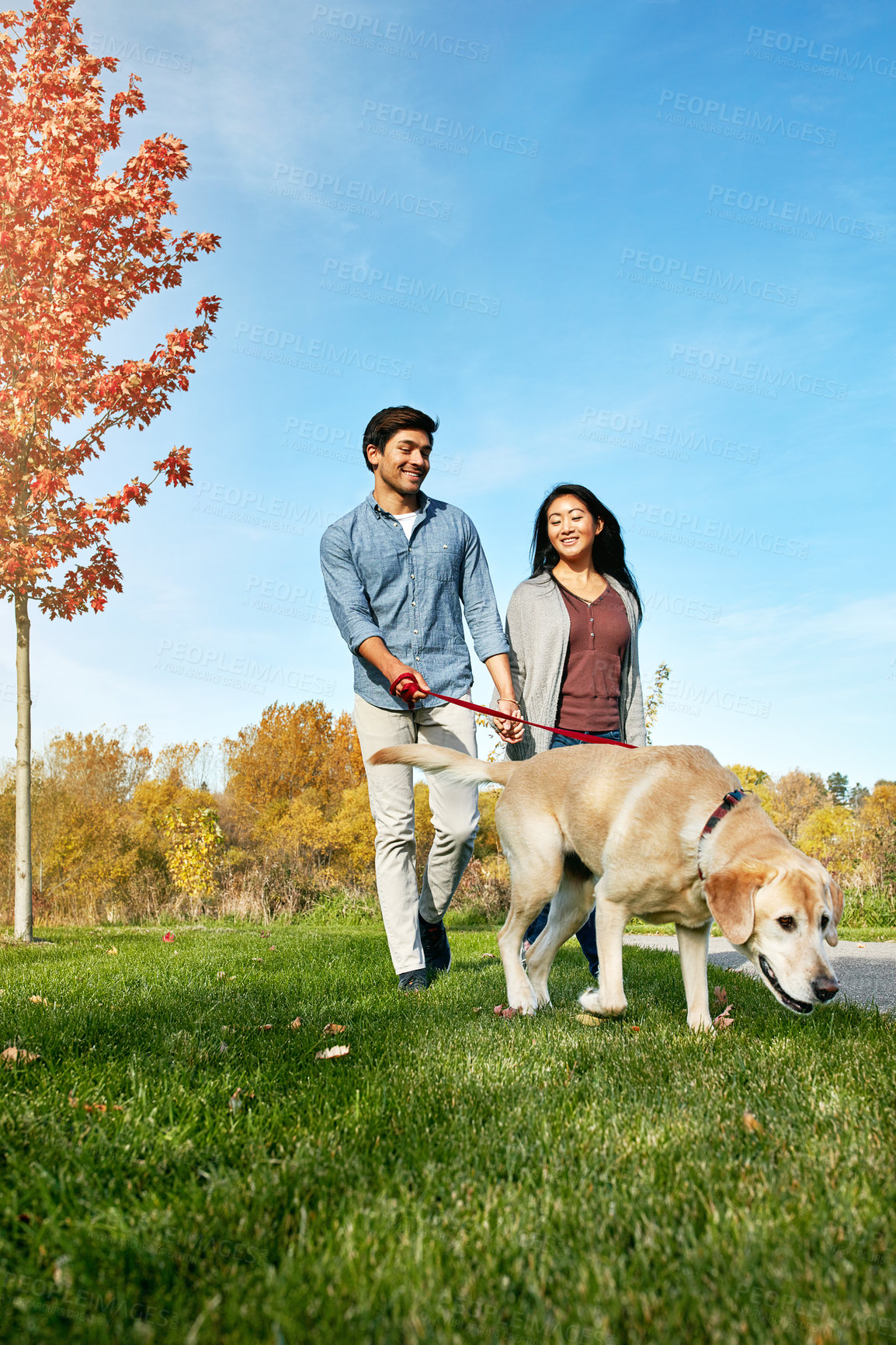 Buy stock photo Autumn, dog walking and holding hands with couple in park together for active wellness or bonding. Exercise, fall or space with people and pet labrador outdoor in nature for loyalty or trust