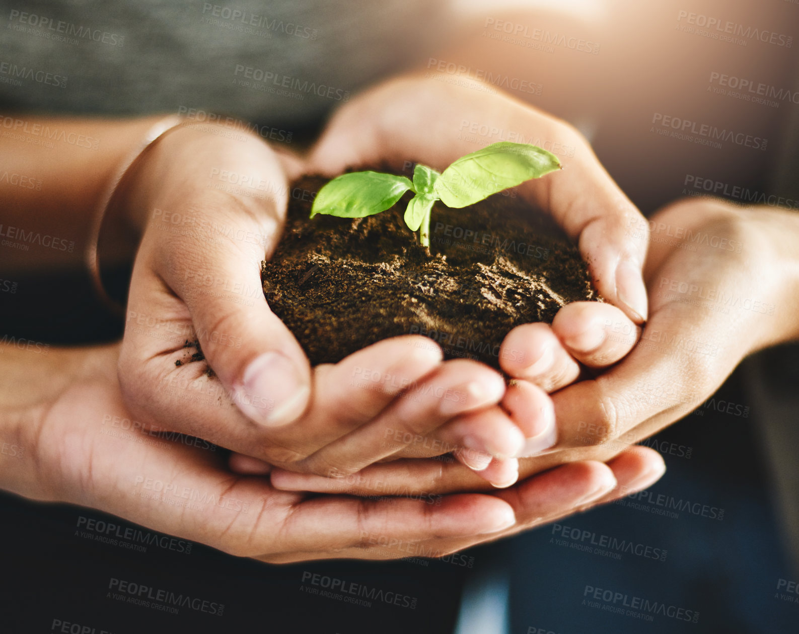 Buy stock photo Conservation, growth and teamwork support, hands of corporate worker holding plant, leaf or flower in soil. Nature community and work friends showing development and sustainability in green business