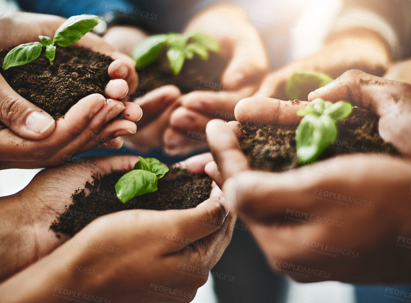Buy stock photo Eco friendly hands and plants with growth, teamwork, togetherness and nature development and growth as a community from above view. Group of people with organic green flower leaves on dirt close up