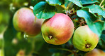 Fresh apple in the garden