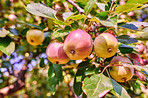 Fresh apple in the garden