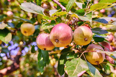 Buy stock photo Fresh apple in the garden