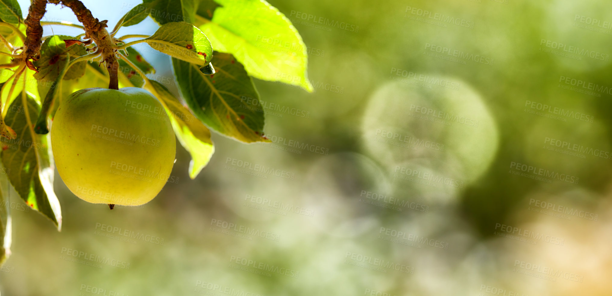 Buy stock photo Apple, fruit and branch on tree in garden for organic produce, agriculture and sustainability in nature. Orchard, farming or healthy food on mockup for fiber, nutrition or natural harvest on farmland