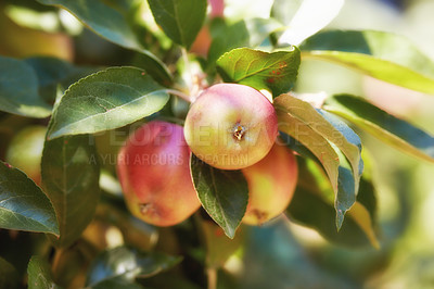Buy stock photo Apple, garden and red fruit on tree or branch with leaves, green plant and agriculture or sustainable farm. Nature, apples and healthy food from farming, plants and natural fiber for nutrition