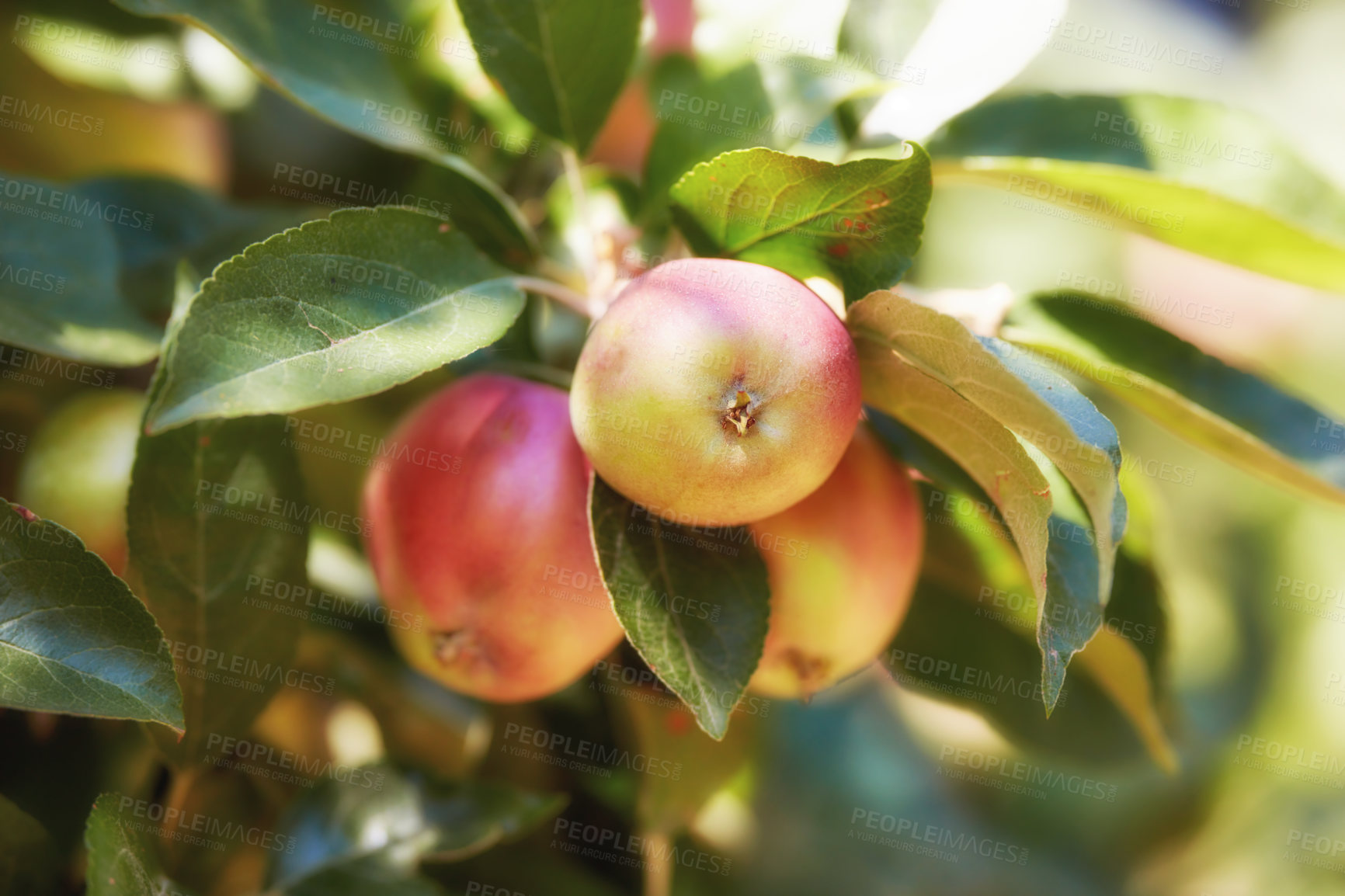 Buy stock photo Apple, garden and red fruit on tree or branch with leaves, green plant and agriculture or sustainable farm. Nature, apples and healthy food from farming, plants and natural fiber for nutrition